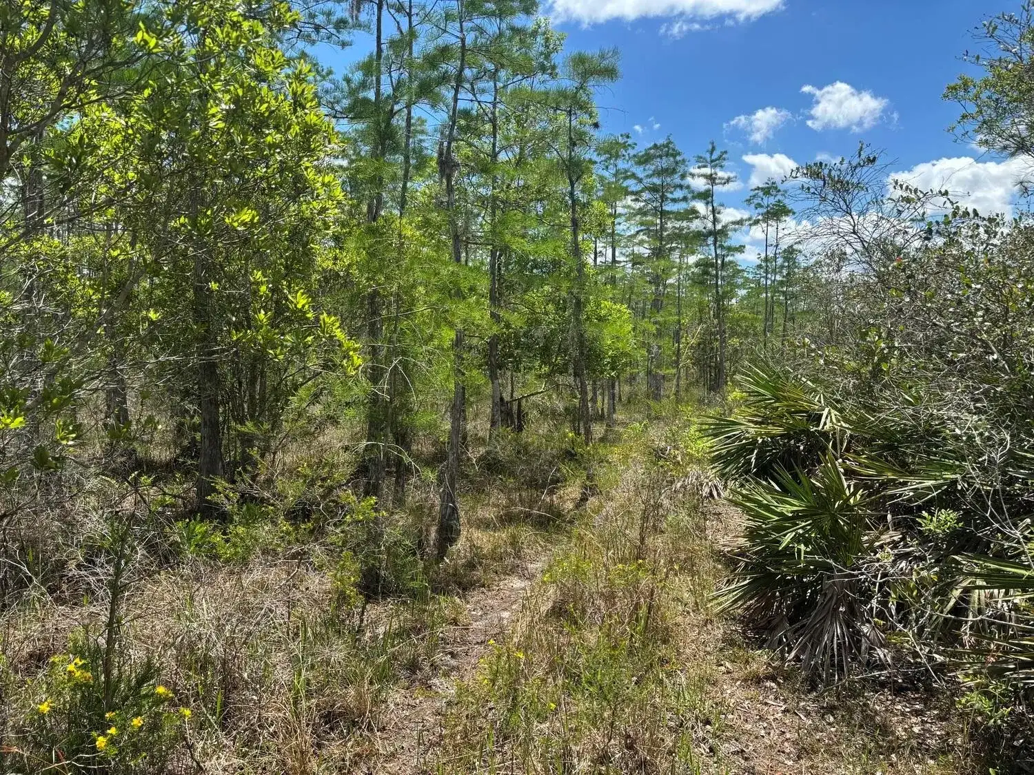 0 Holopaw Groves Road, FL 34772 photo 2