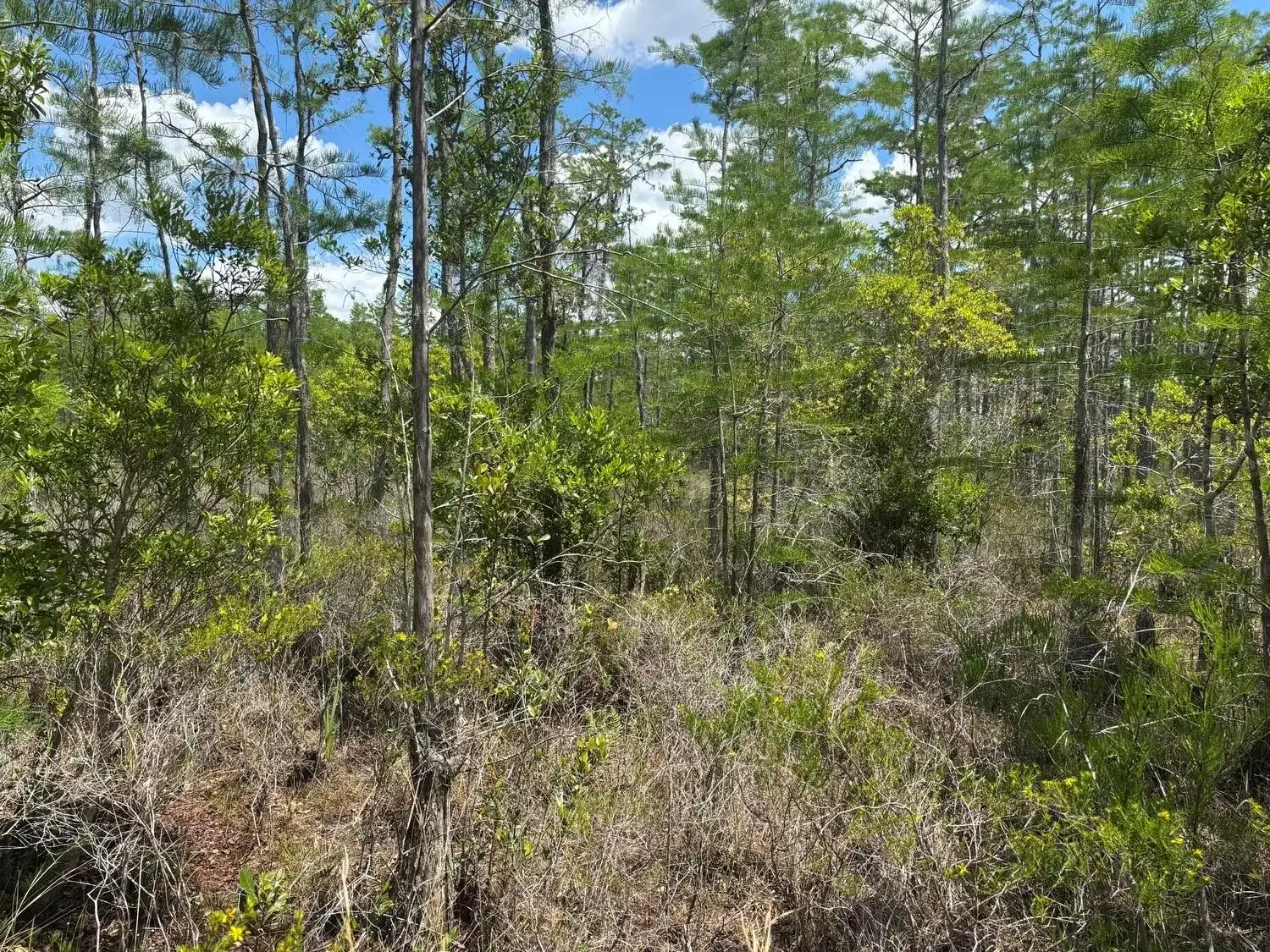 0 Holopaw Groves Road, FL 34772 photo 3