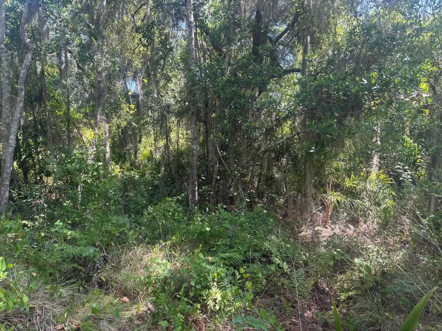 536 Bright Hill Avenue, Lake Placid FL 33852 photo 2