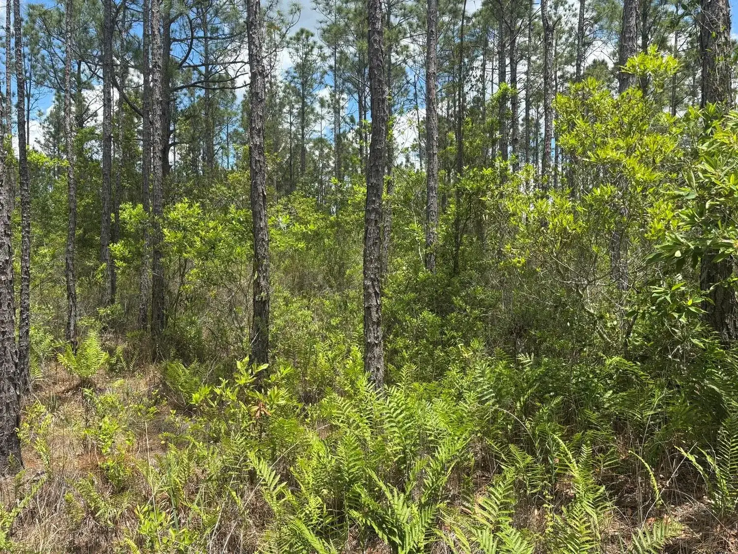 0 Holopaw Groves Road, FL 34772 photo 2