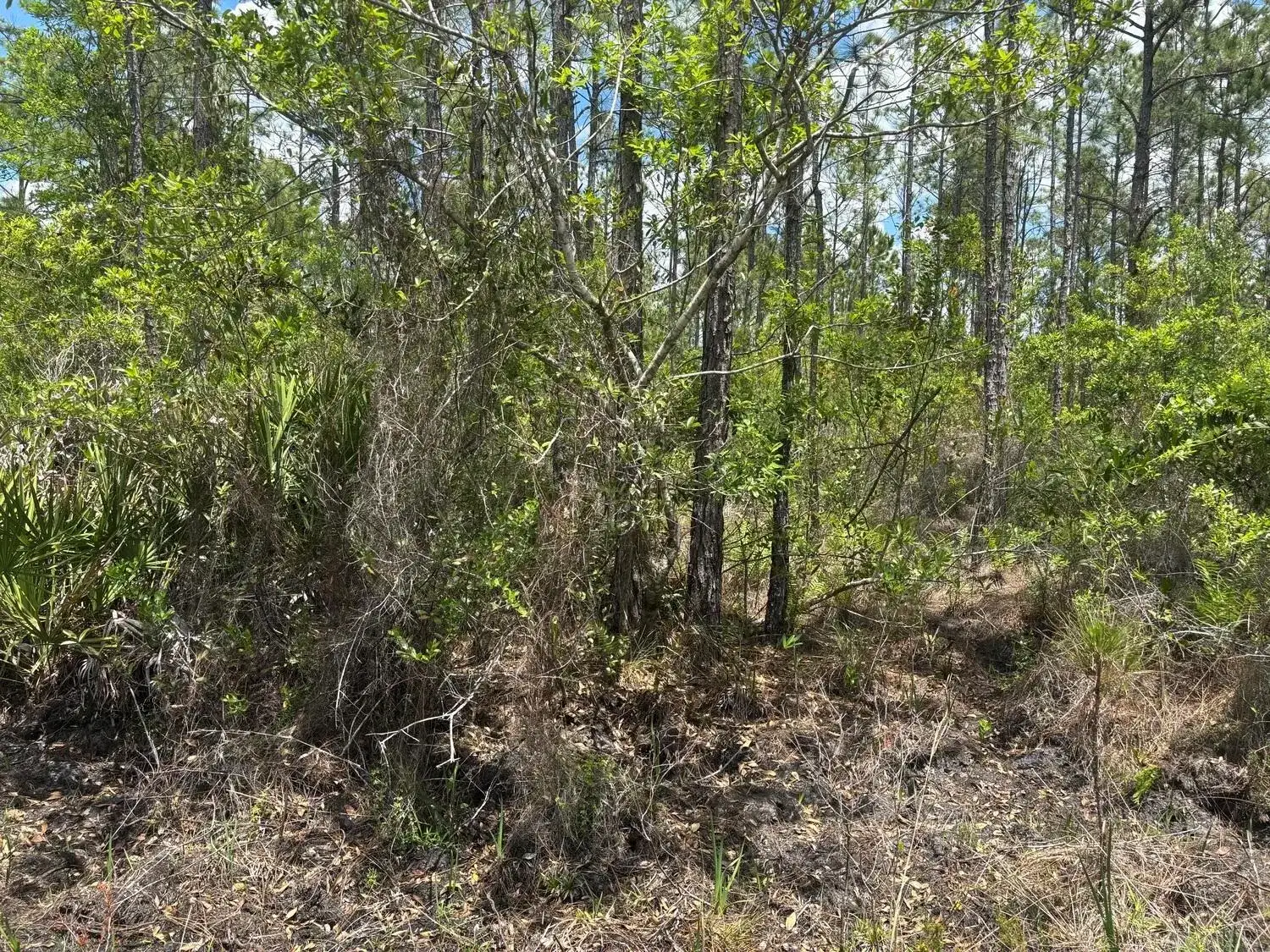 0 Holopaw Groves Road, FL 34772 photo 2