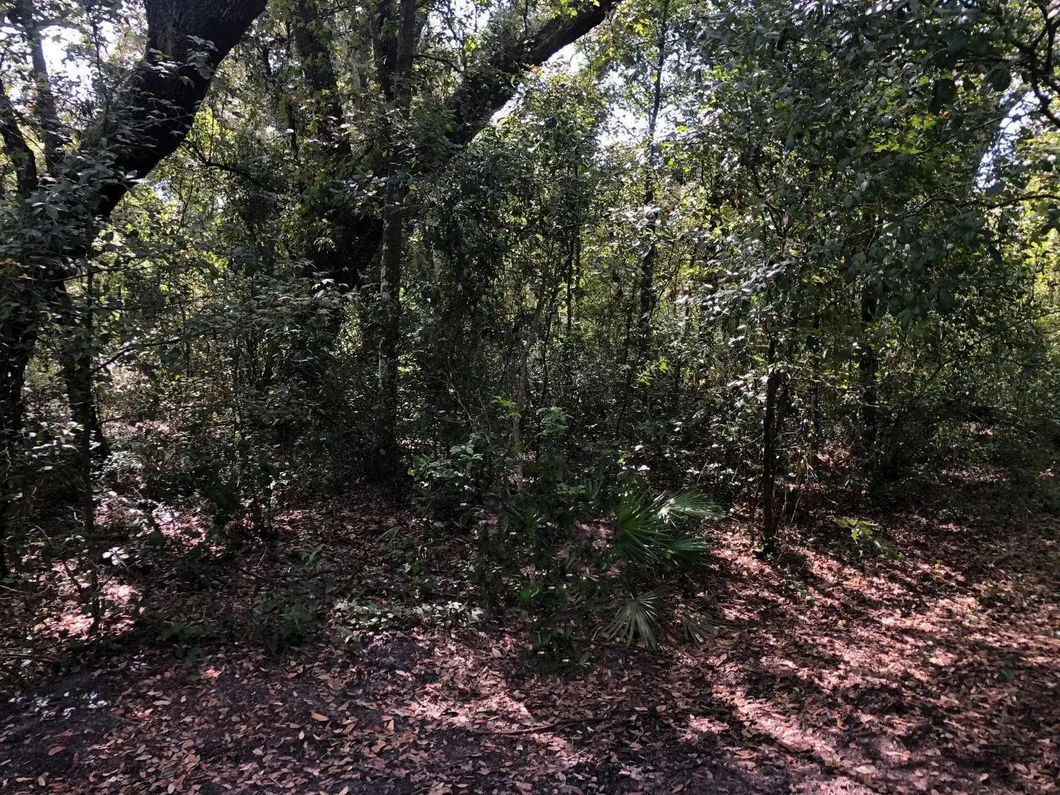0 Co Rd 54, FL 33849 photo 2