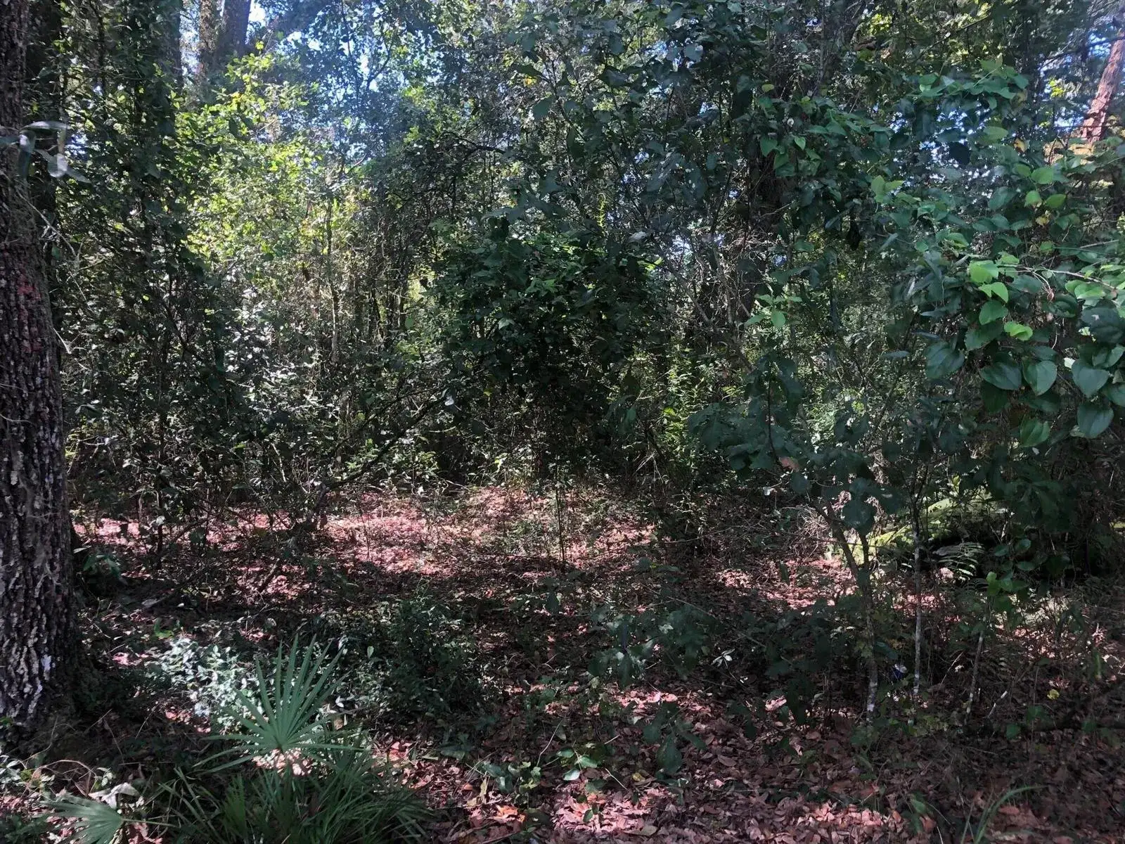 0 Co Rd 54, FL 33849 photo 3