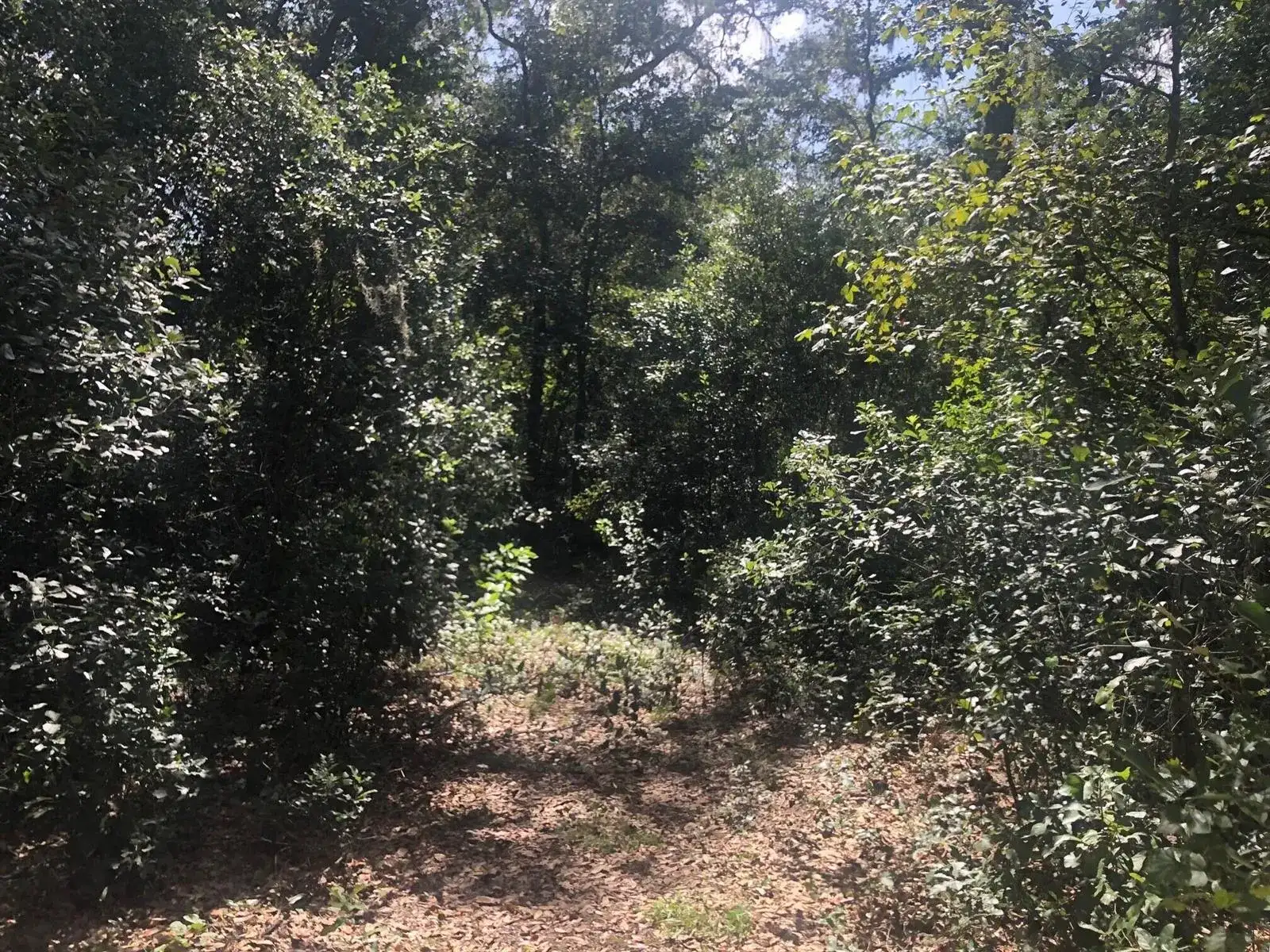 0 Co Rd 54, FL 33849 photo 4