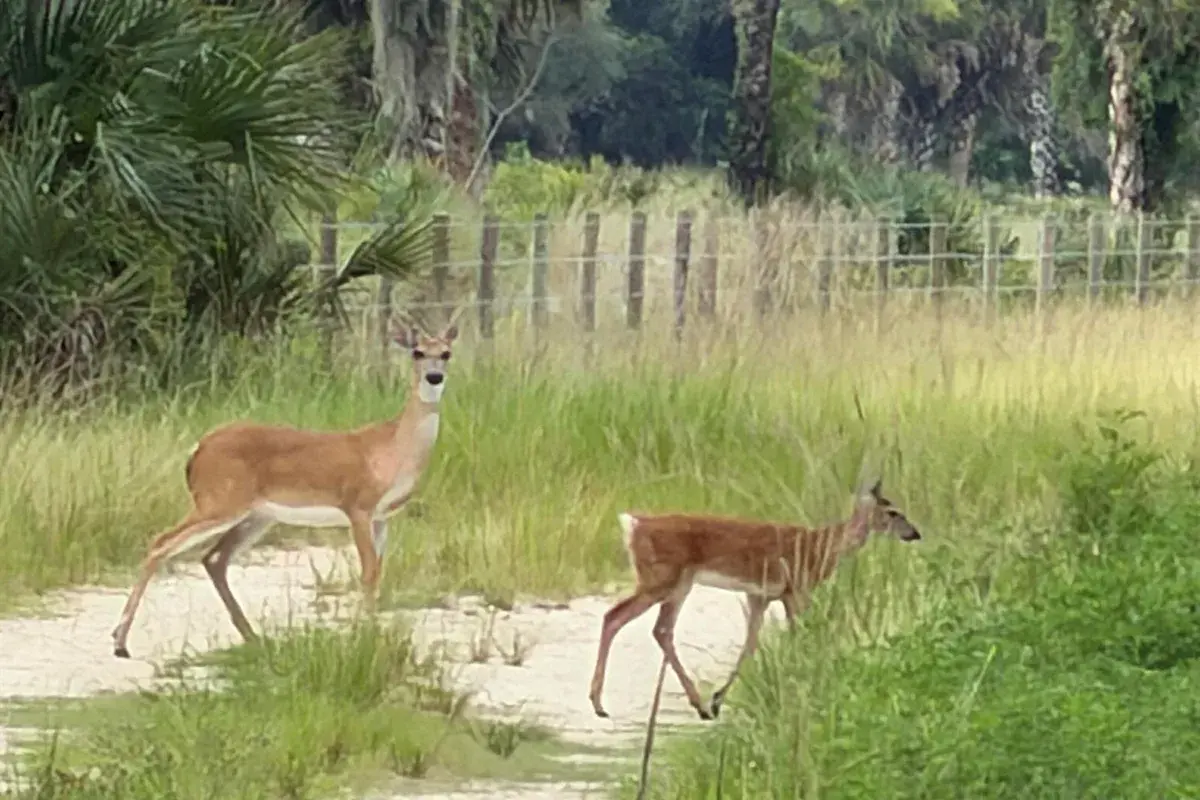 0 Co Rd 832, Clewiston FL 33440