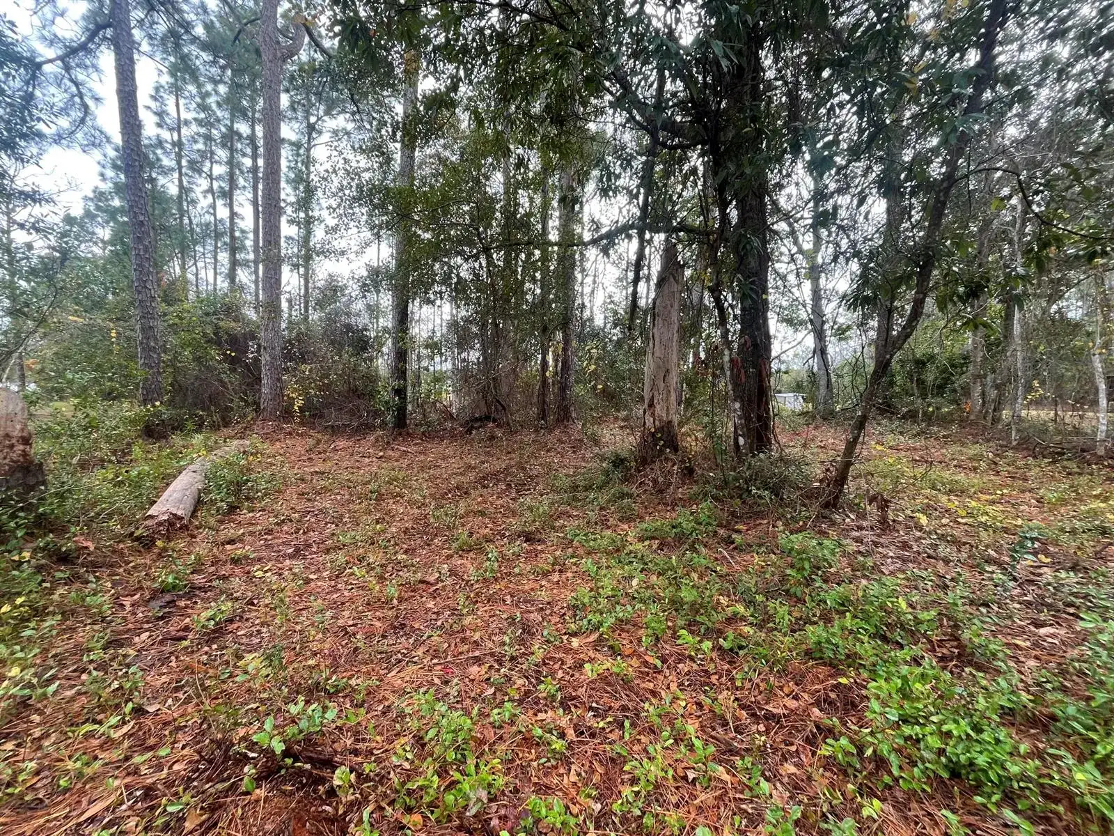 Tbd susan Street, FL 32148 photo 5