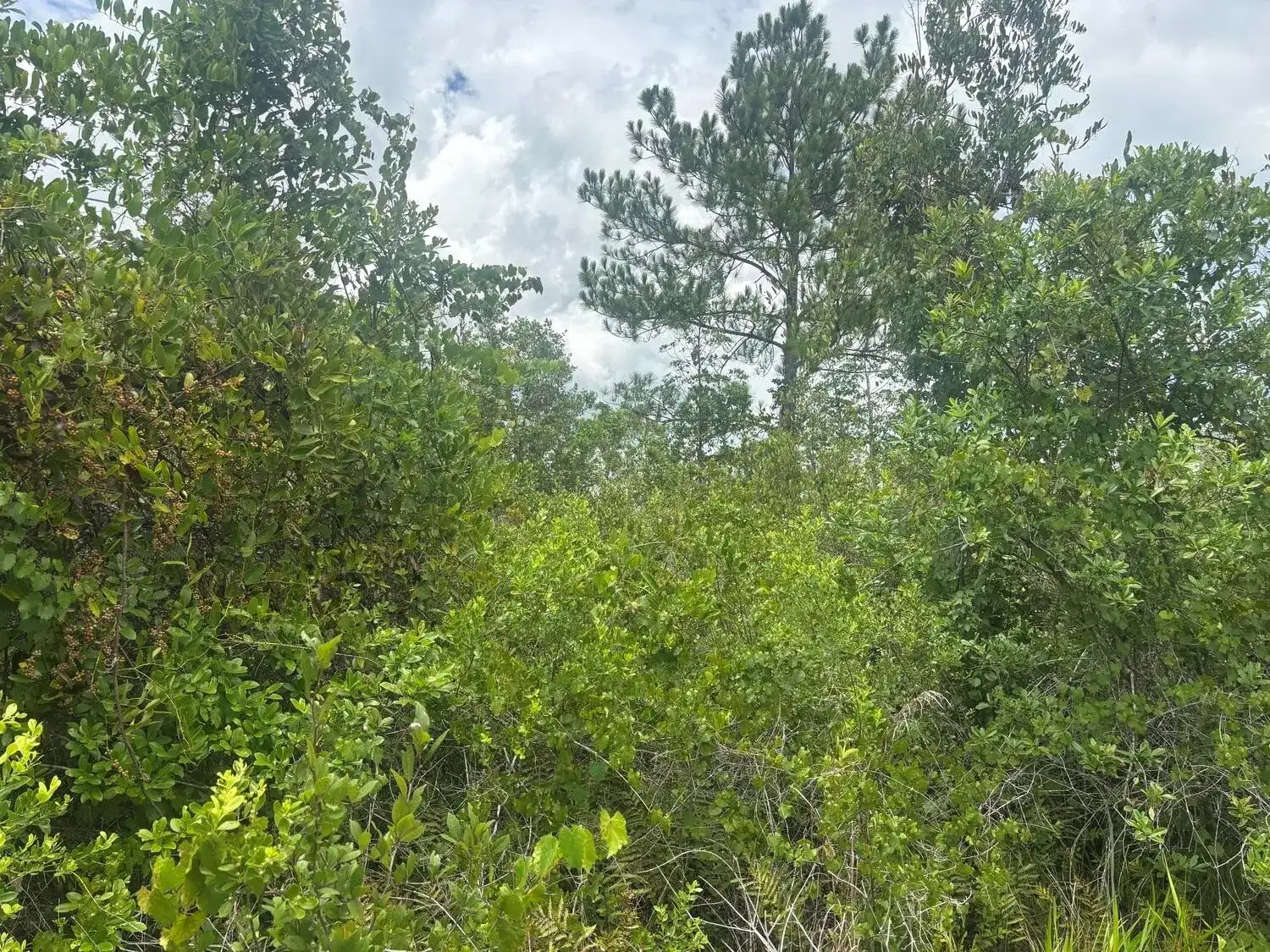 0 Salyers Road, FL 34736 photo 2
