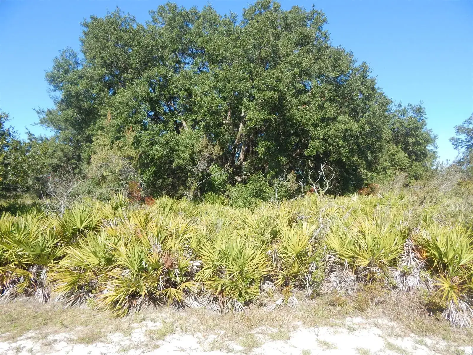 0 PARK Avenue, FL 33855 photo 3