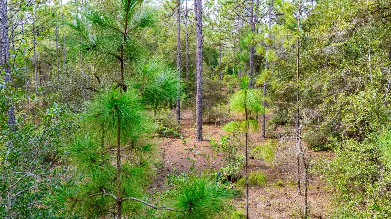 15515 SW 25th Place, Ocala FL 34481 photo 4