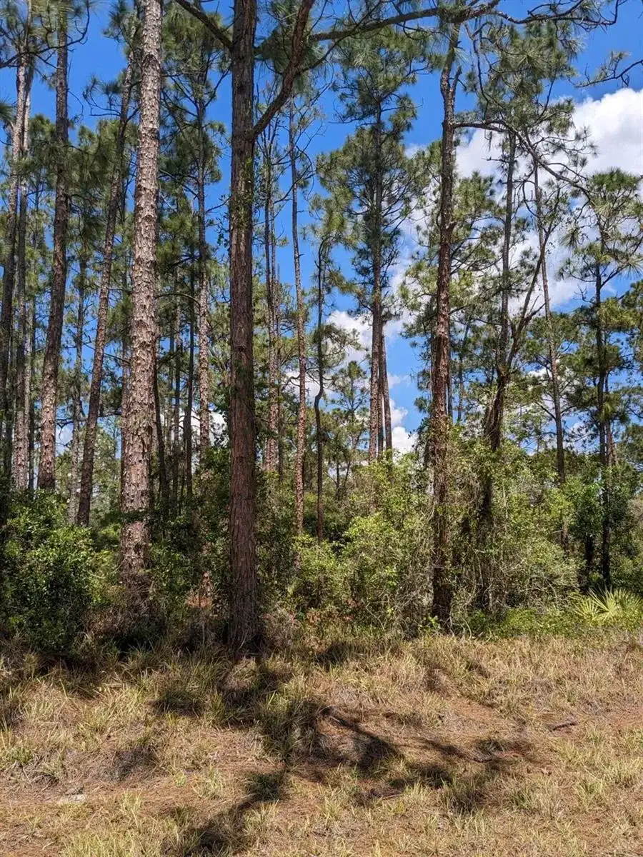 430 Apple Blossom Avenue, Lake Placid FL 33852 photo 3