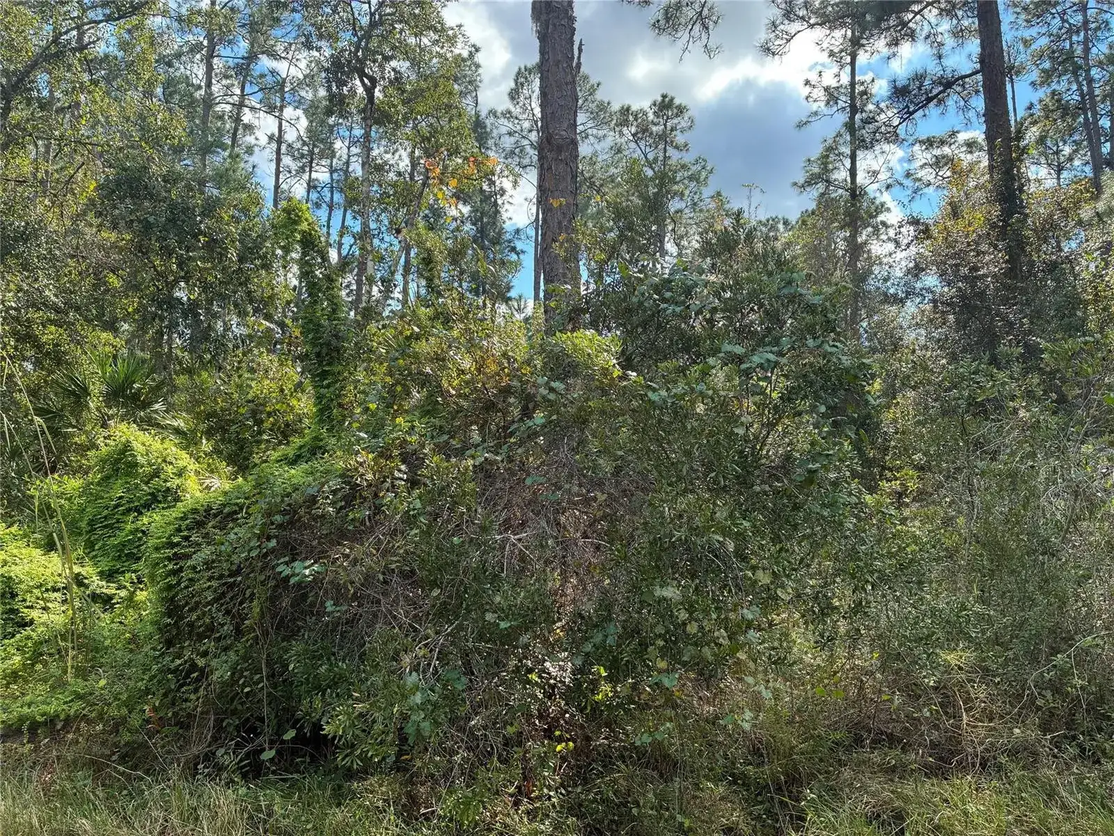Lot 15 Park Avenue, FL 33855 photo 4