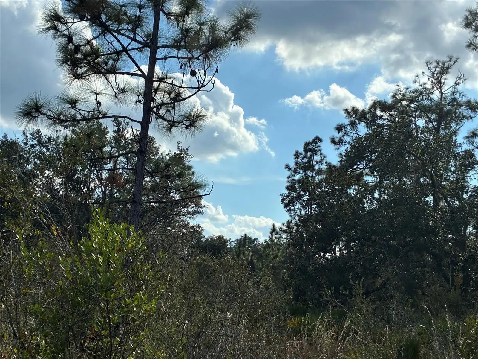 Lot 21 & 22 Plumosa Drive, FL photo 2