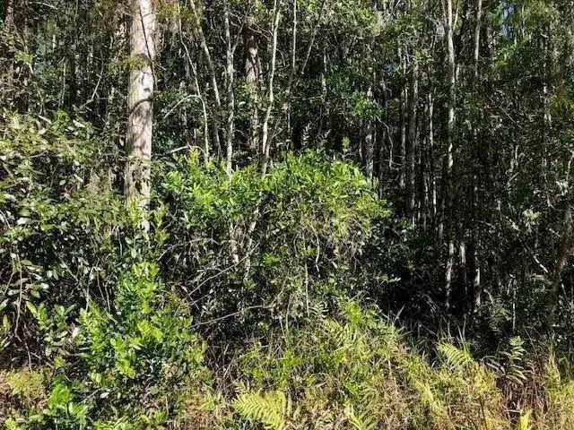 0 Old Grade Road, FL 33868 photo 3
