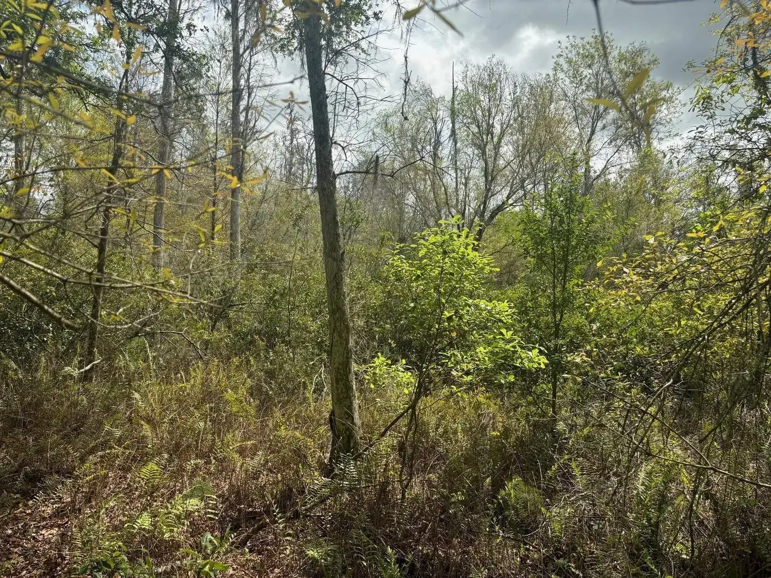 0 County Rd 54, FL 33849 photo 2
