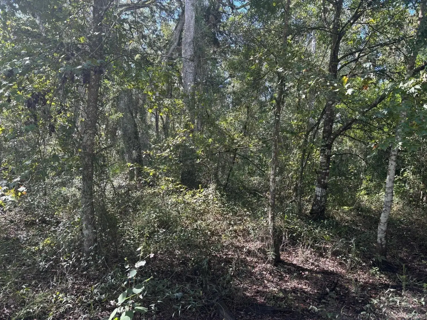 0 County Rd 54, FL 33849 photo 2