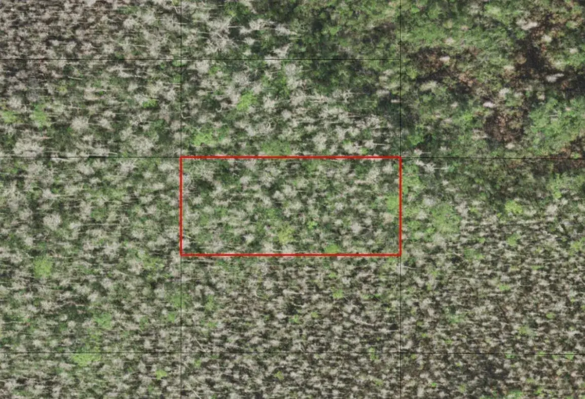 0 Holopaw Groves Road, FL 34772