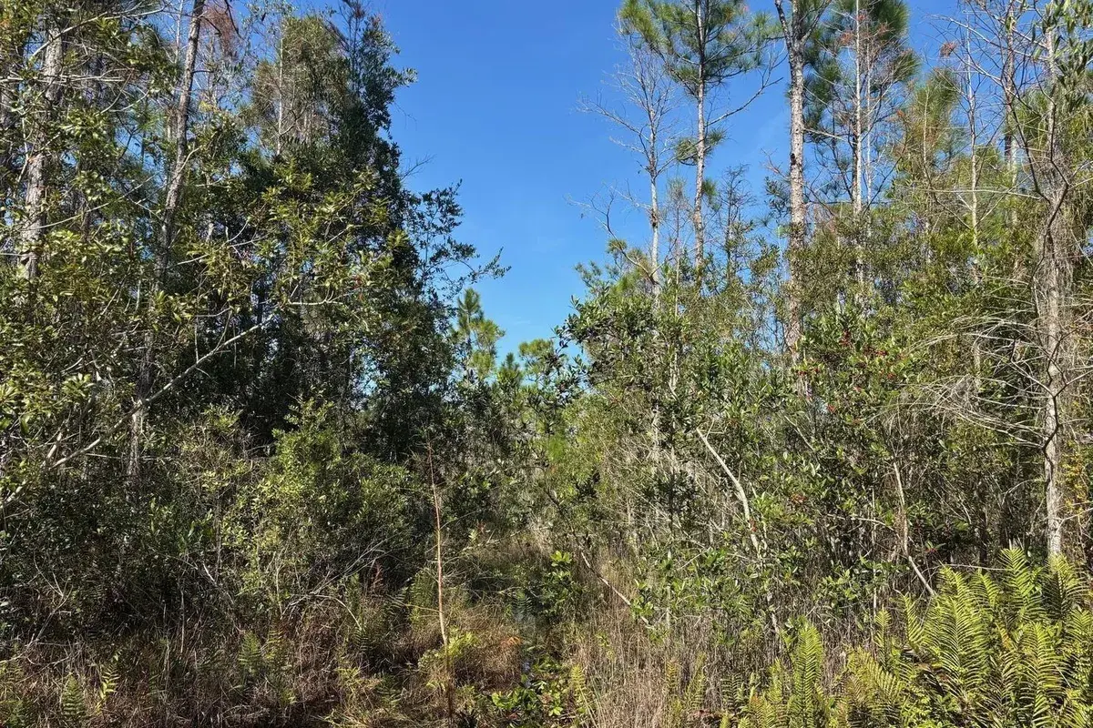 0 Holopaw Groves Road, FL 34772