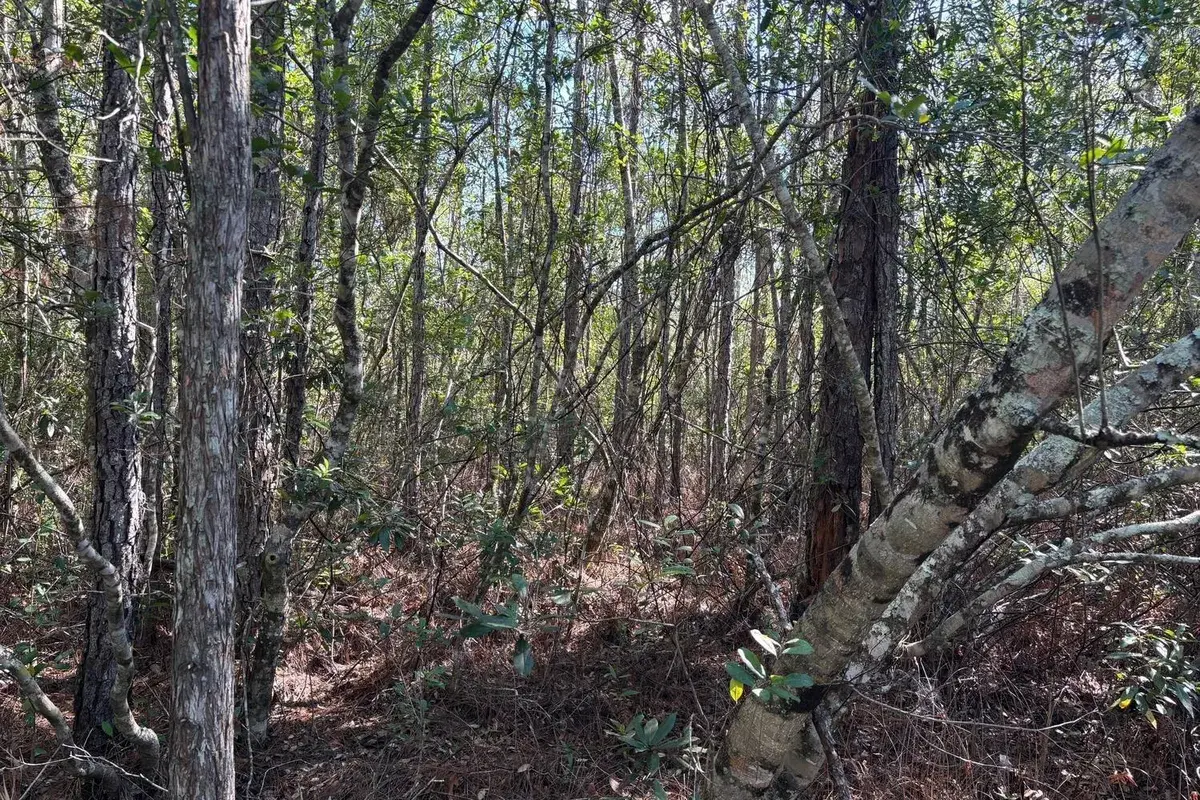 0 Holopaw Groves Road, FL 34772