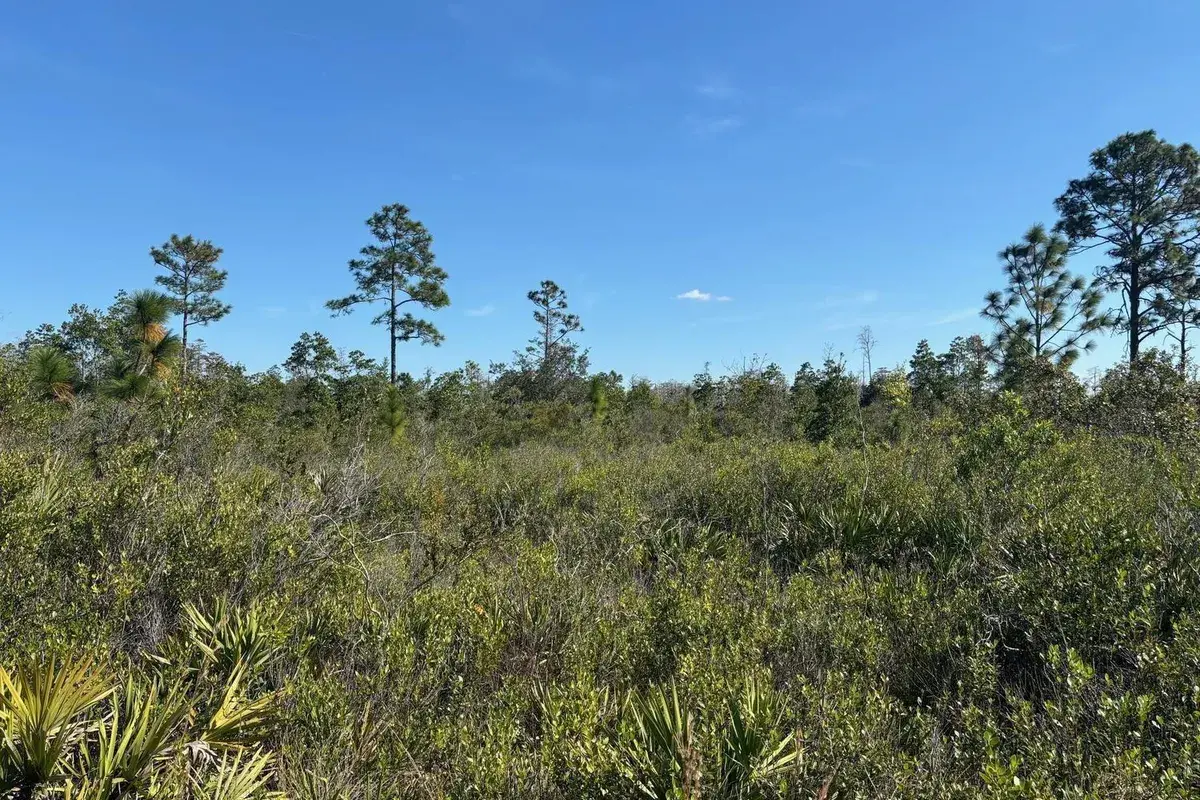 0 Holopaw Groves Road, FL 34772