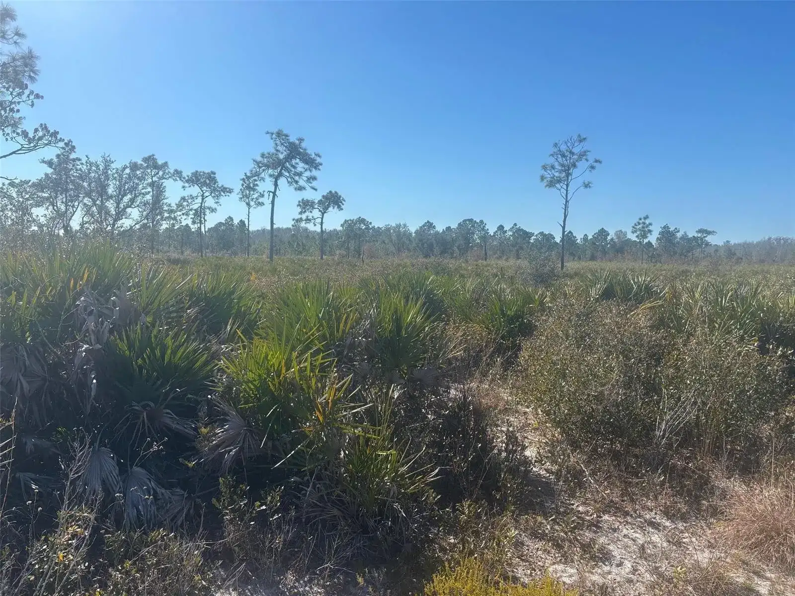 0 Xeriscape Nursery Road, Frostproof FL 33898 photo 3