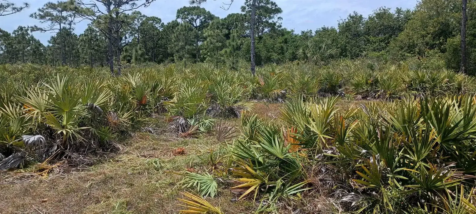 000 None, Grant Valkaria FL 32950 photo 2