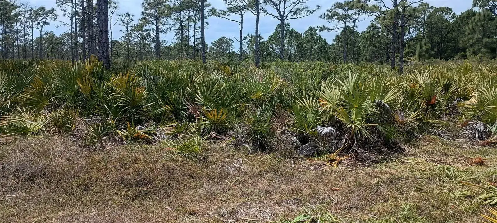 000 None, Grant Valkaria FL 32950 photo 3
