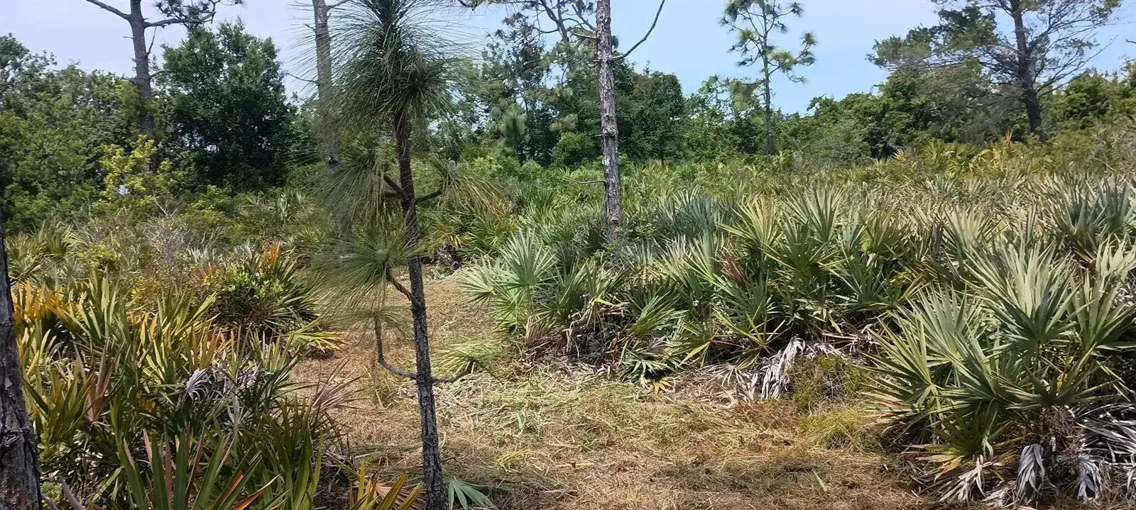 000 None, Grant Valkaria FL 32950 photo 4