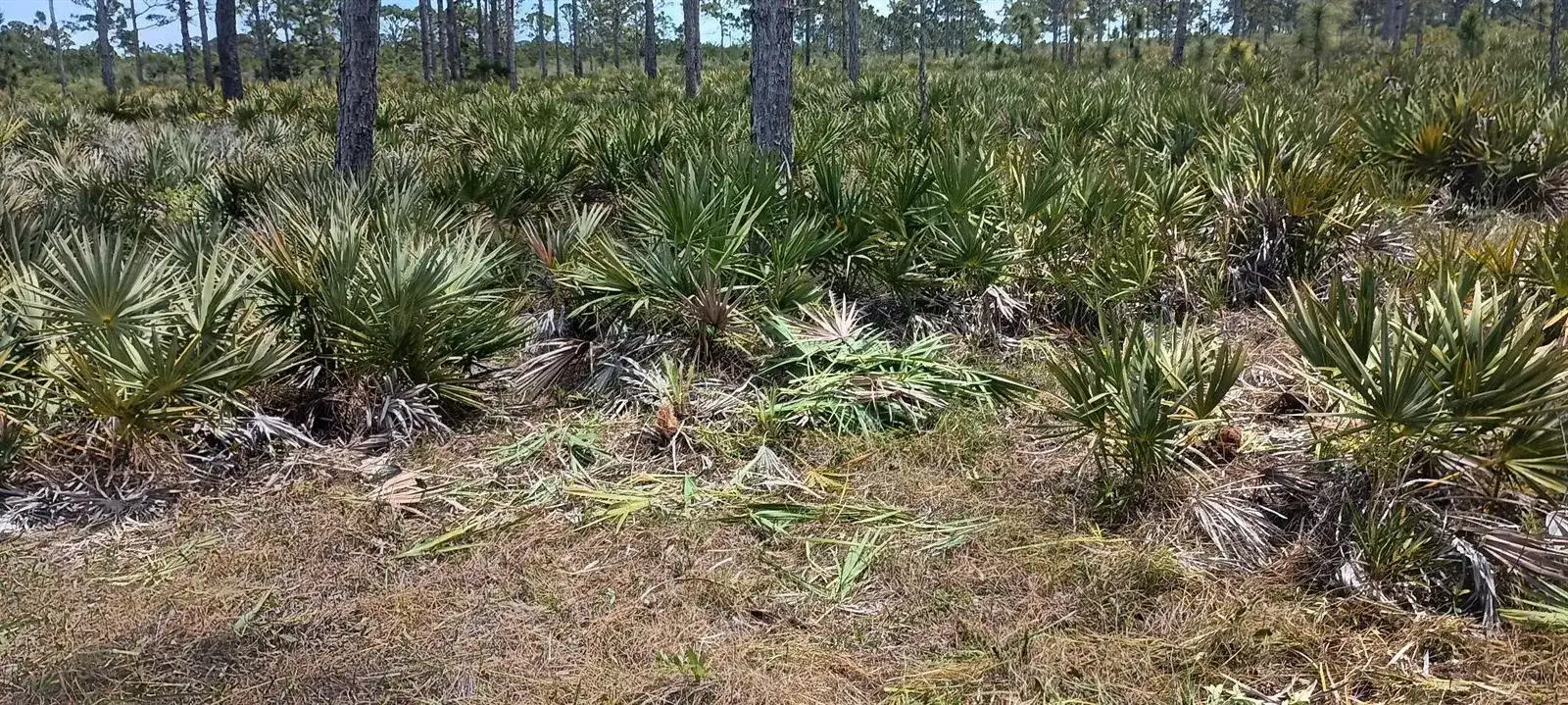 000 None, Grant Valkaria FL 32950 photo 5