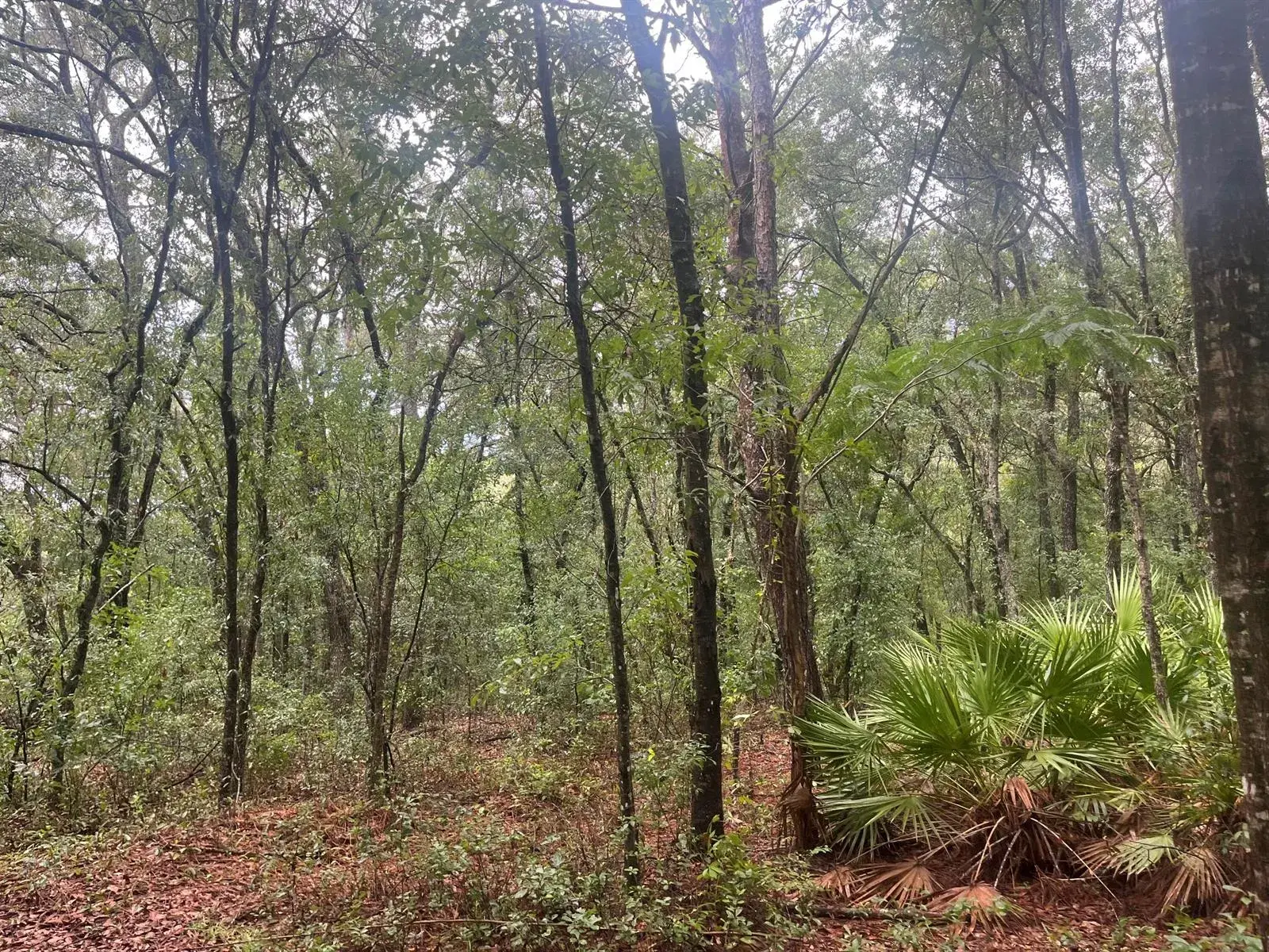 Tbd Delaware Avenue, FL 32148