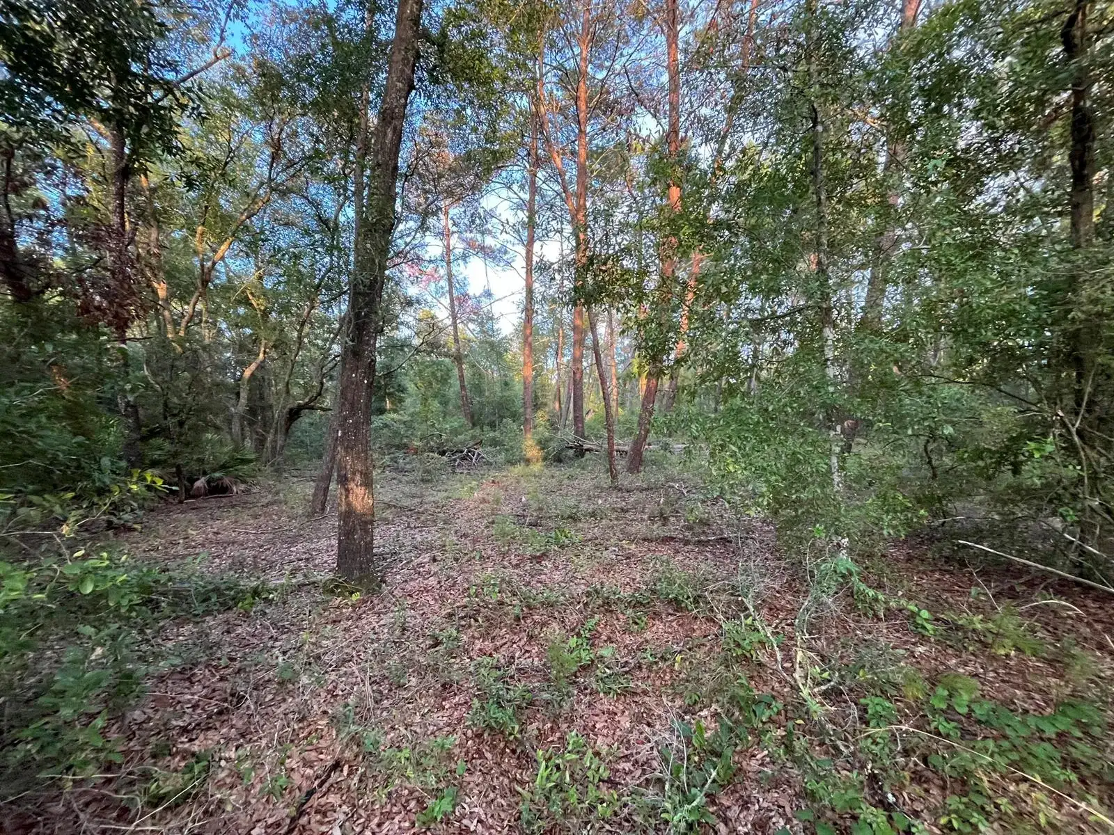 Tbd Twin Lakes Road, FL 32148 photo 3