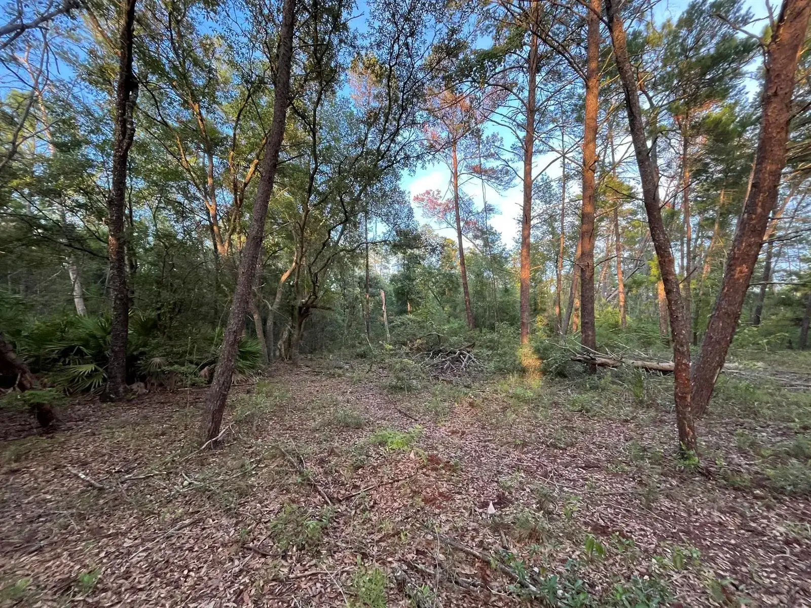 Tbd Twin Lakes Road, FL 32148 photo 4