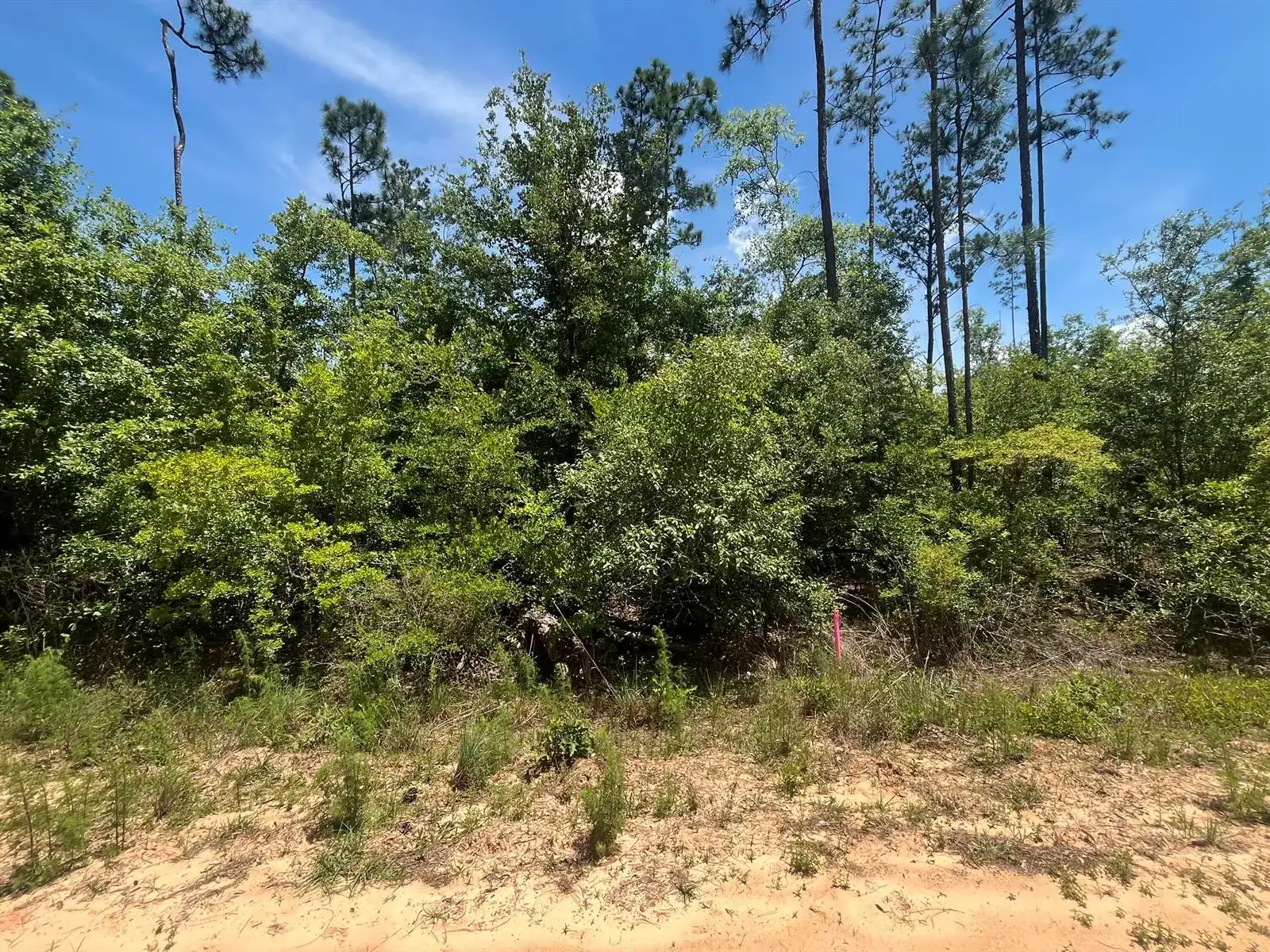 Tbd Tamarac Road, FL 32448 photo 3