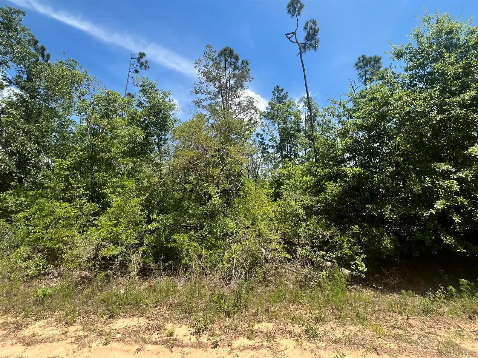 Tbd Tamarac Road, FL 32448 photo 5