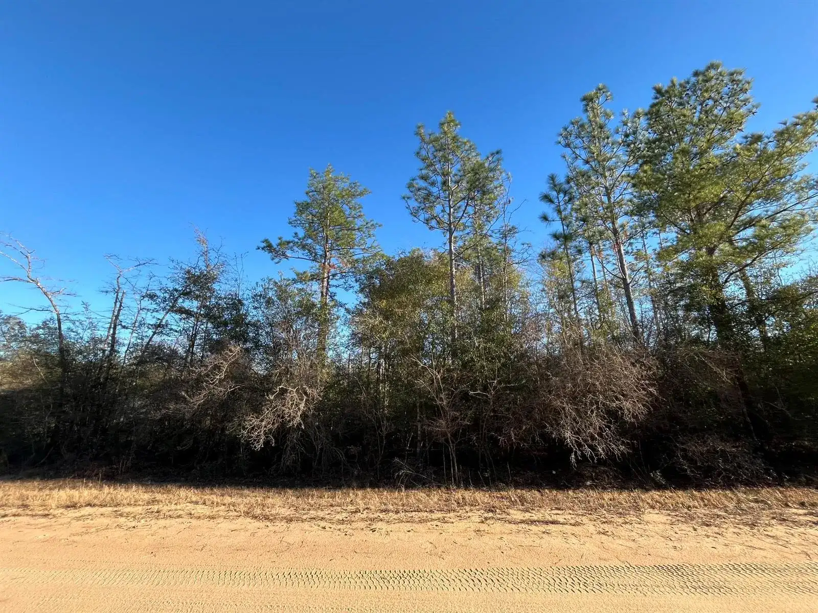 Tbd Goreville, FL 32420 photo 3