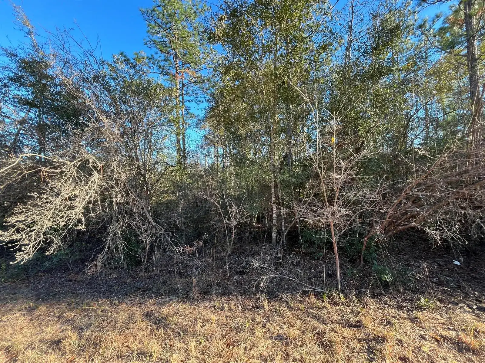 Tbd Goreville, FL 32420 photo 4