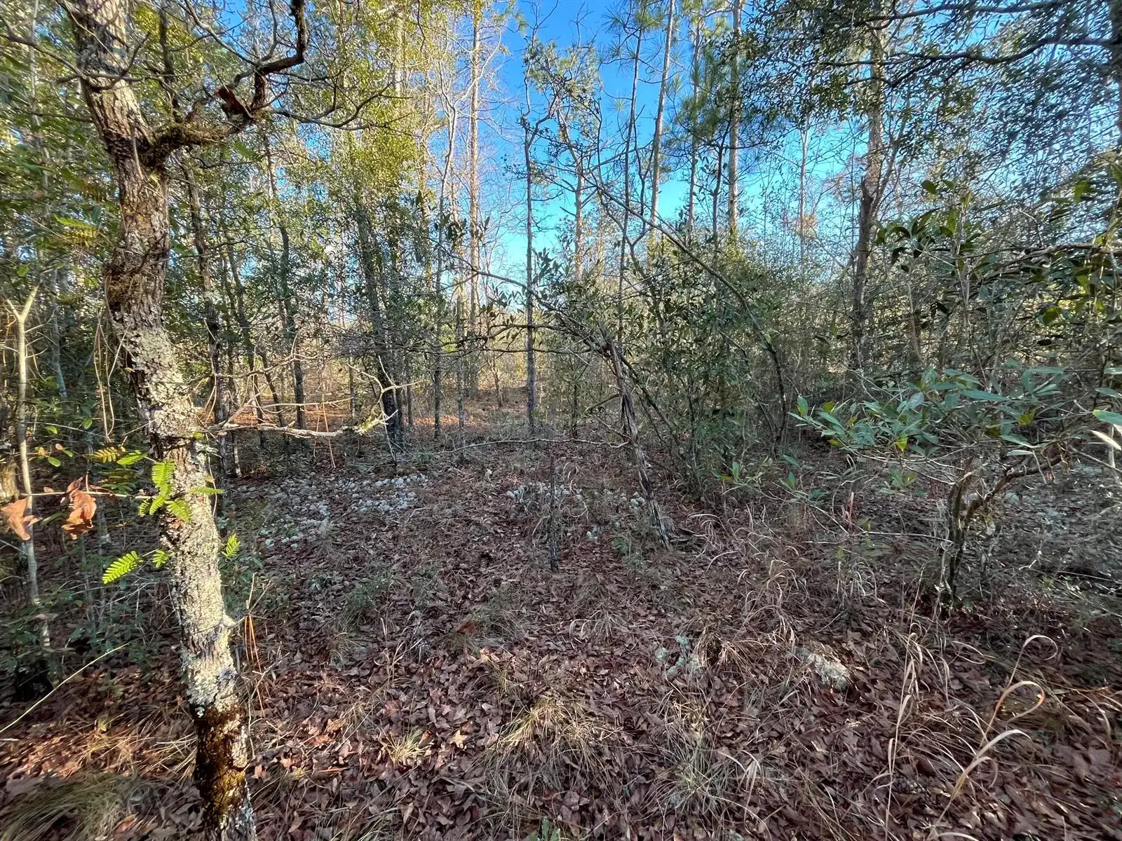 Tbd Goreville, FL 32420 photo 5