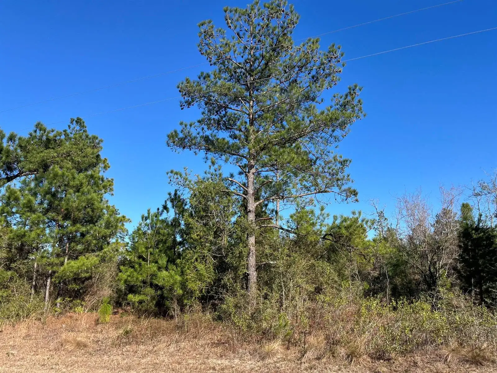 Tbd Fairview Road, FL 32448 photo 2