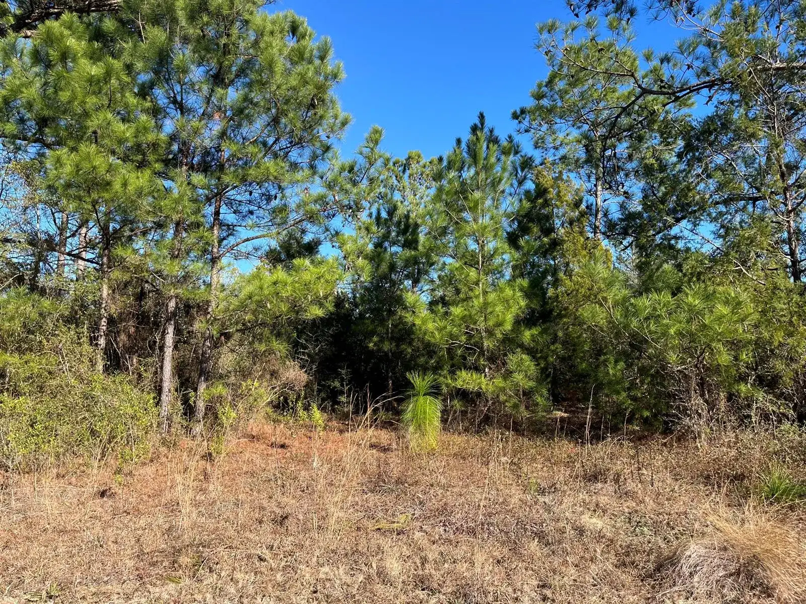 Tbd Fairview Road, FL 32448 photo 4