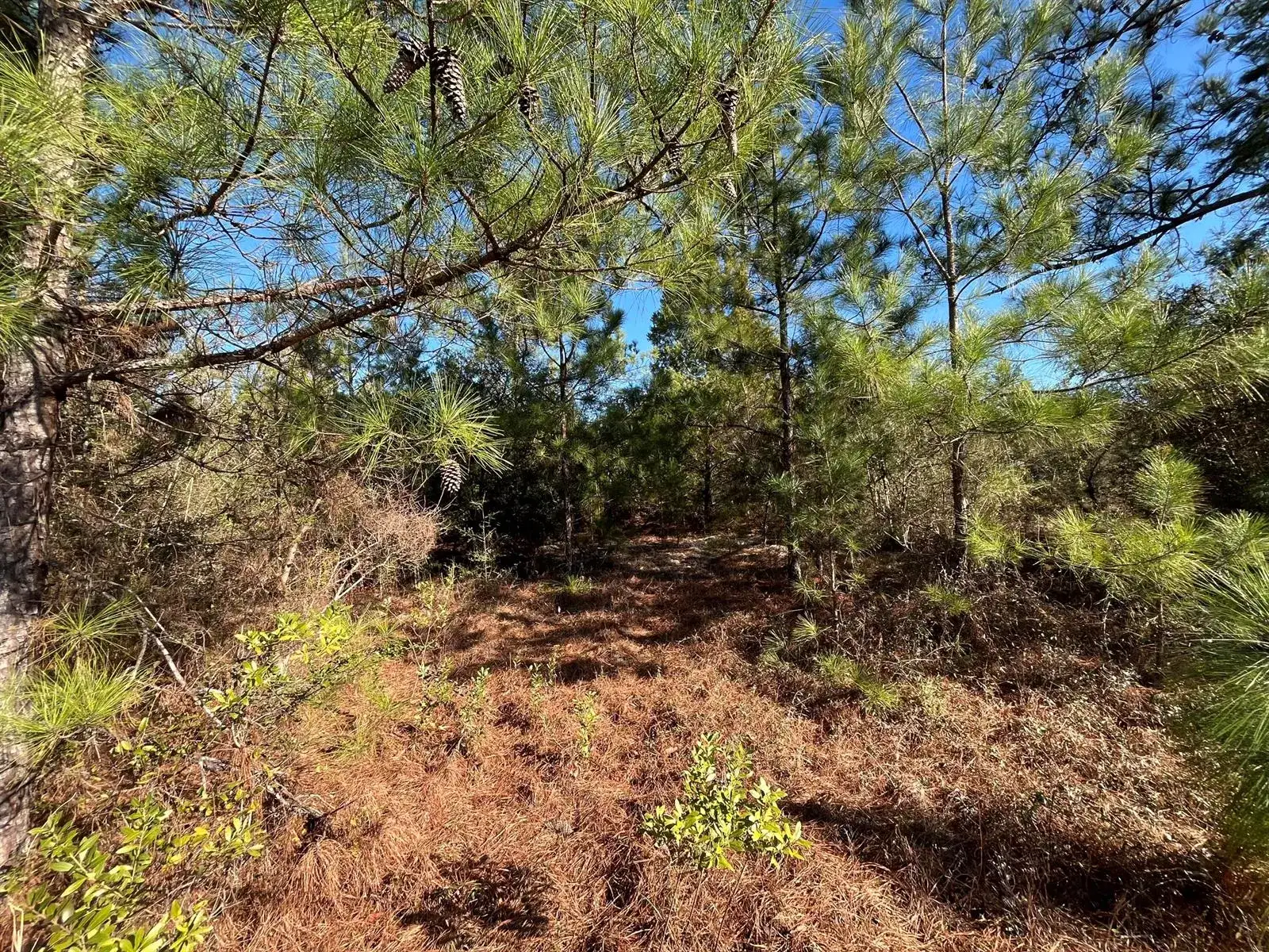 Tbd Fairview Road, FL 32448 photo 5