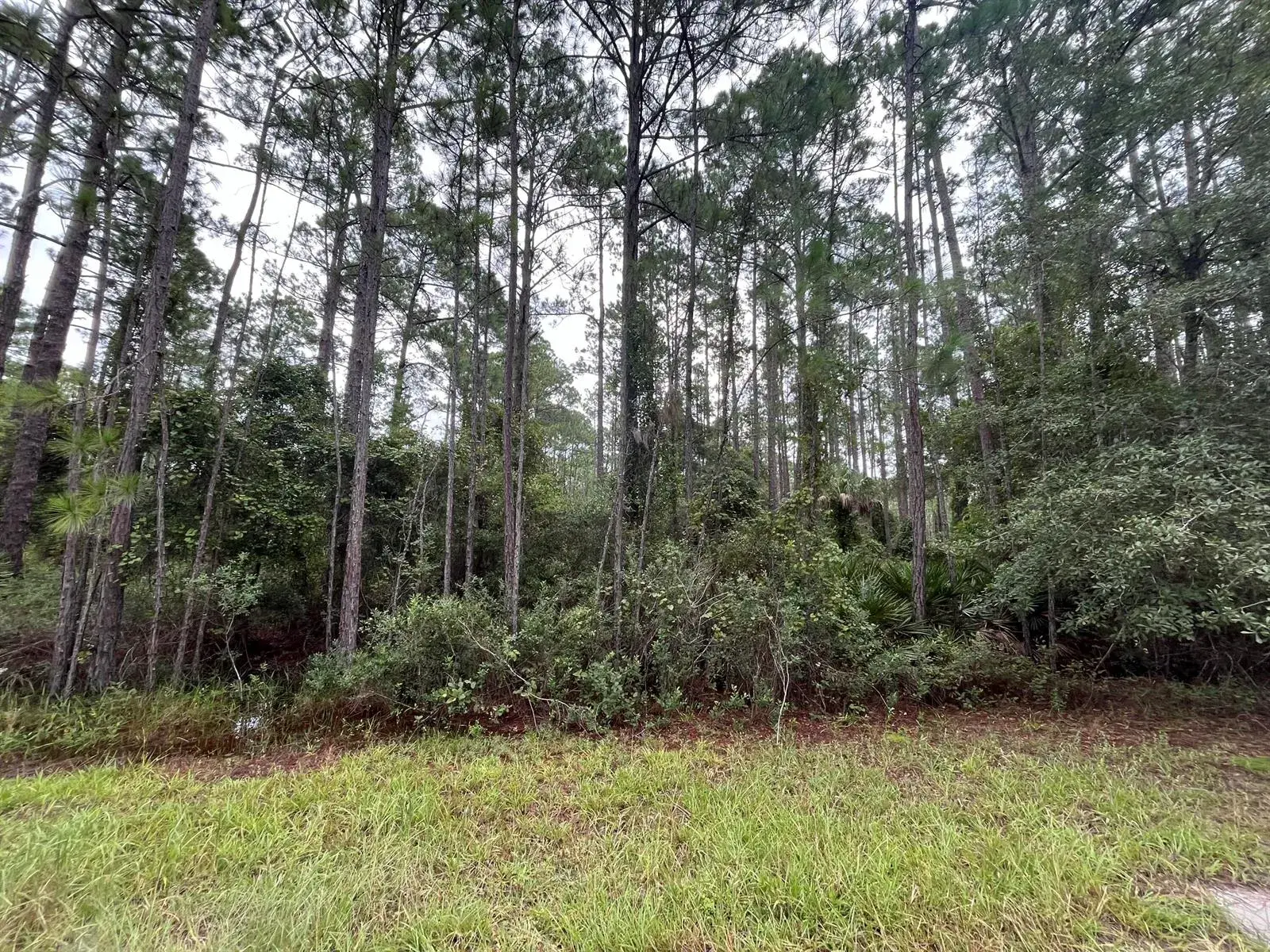 117 Mosswood Street, FL 32139