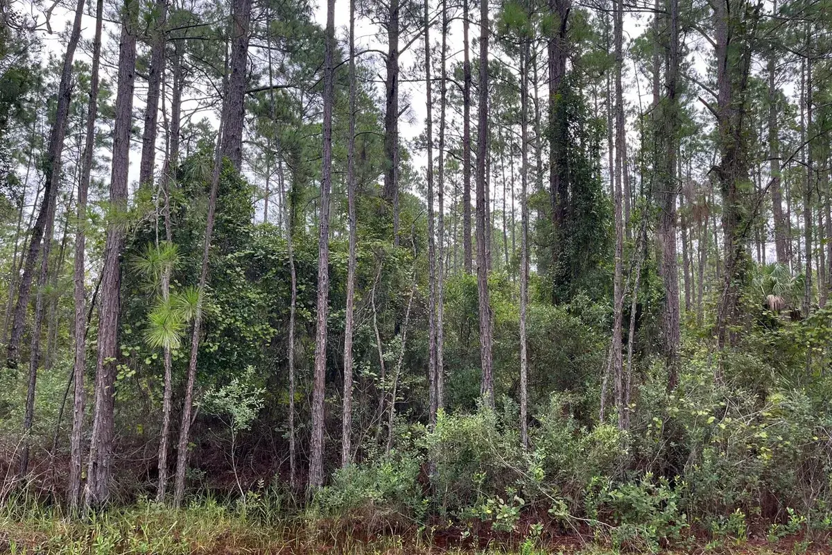 117 Mosswood Street, FL 32139
