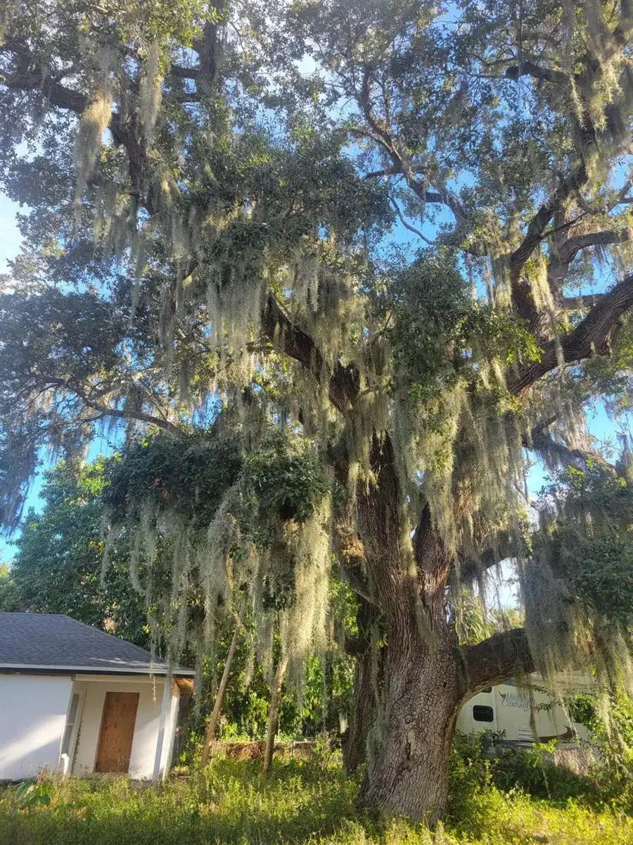 1817 Palm Boulevard, Melbourne FL 32901 photo 2