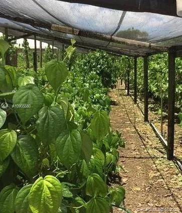 26500 SW 157th Ave, Homestead FL 33031