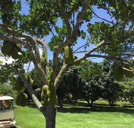 26500 SW 157th Ave, Homestead FL 33031