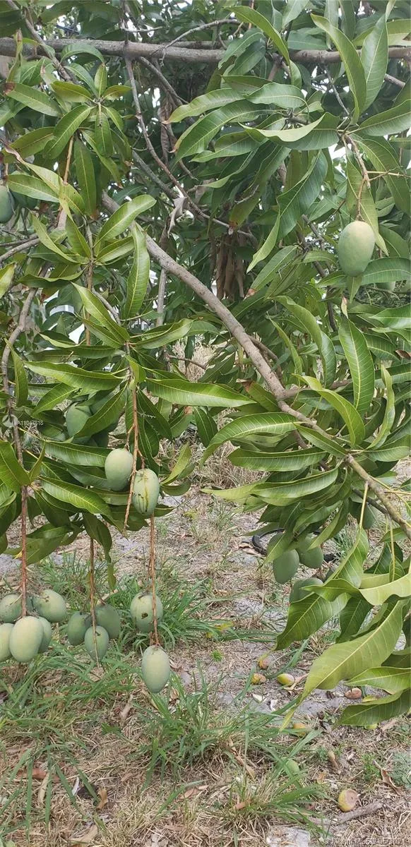 147 NW 31st Ave, Lauderhill FL 33311